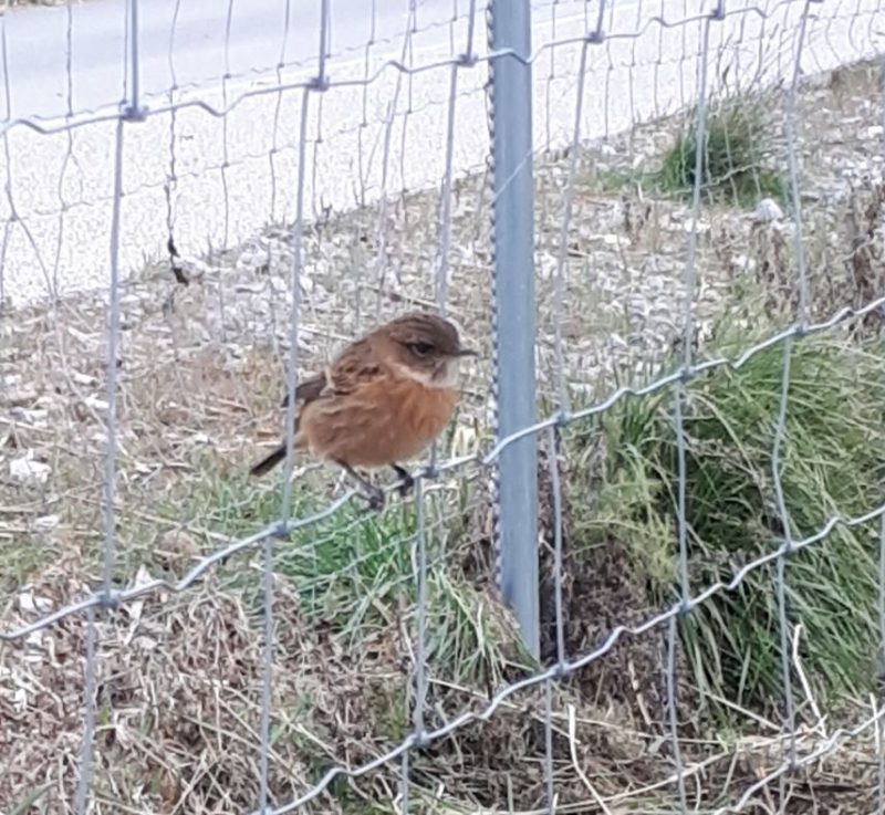 Tarier pâtre au potager